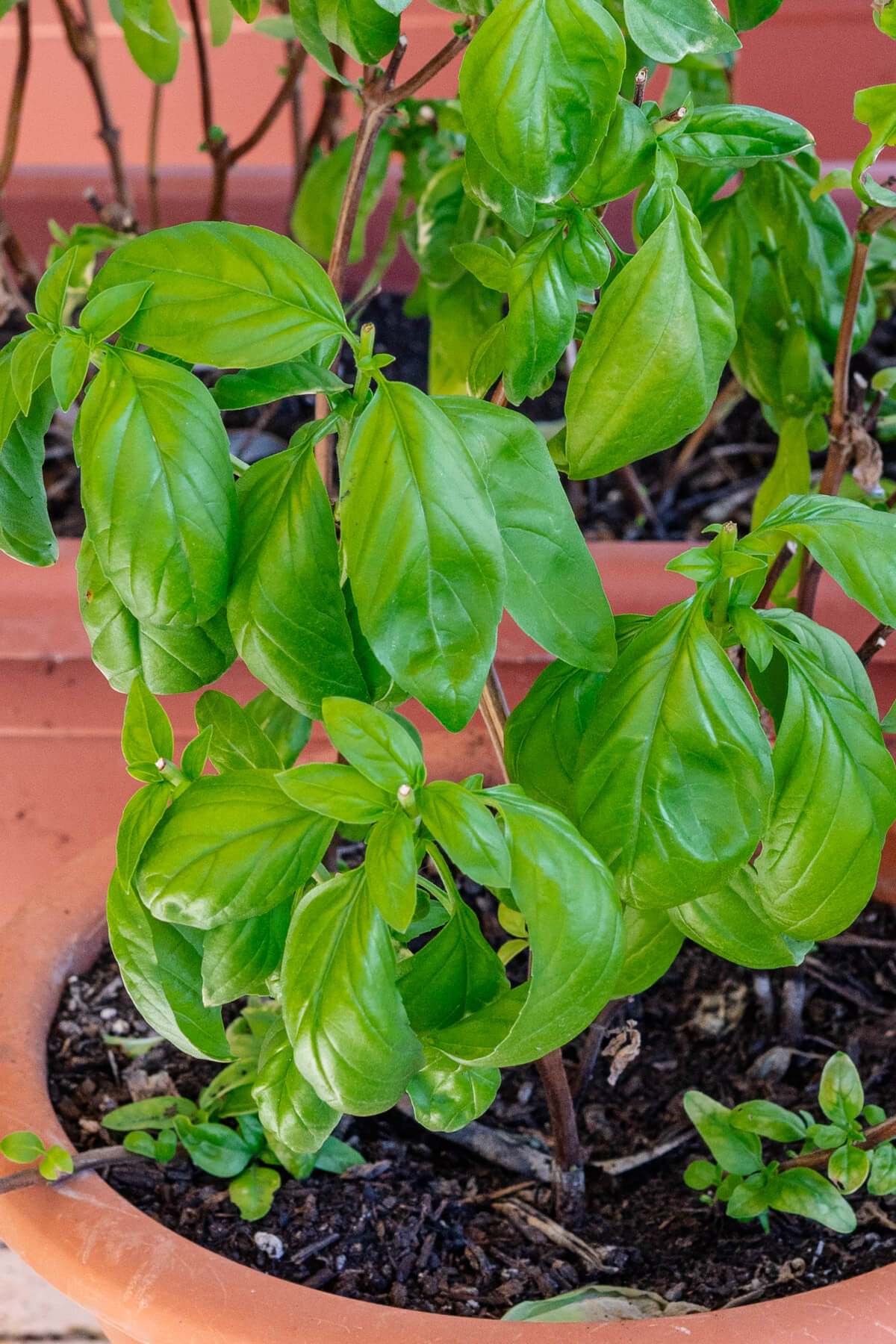 Basil plant in a pot