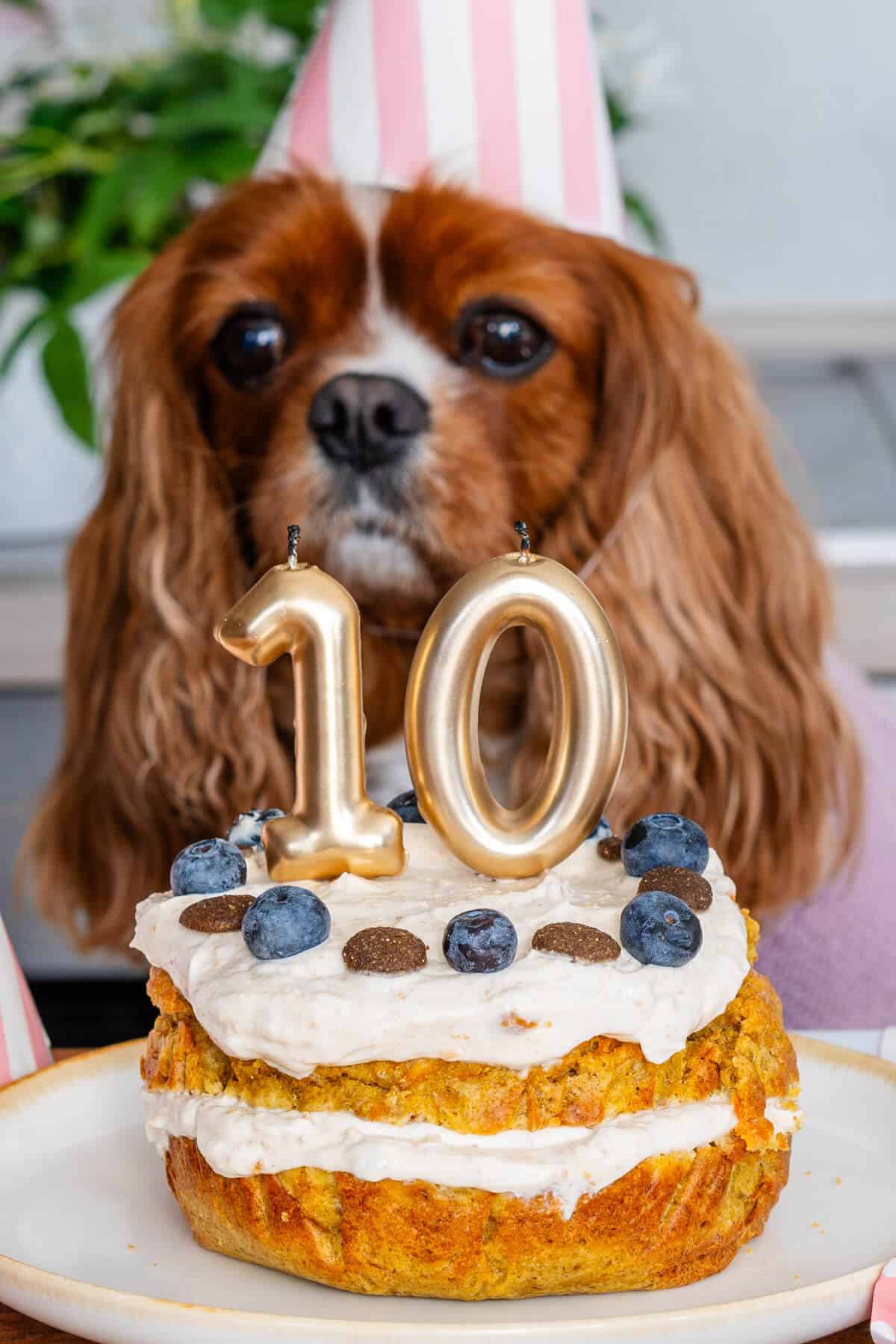 Coco looking at her dog birthday cake with blueberries and dog treats on top