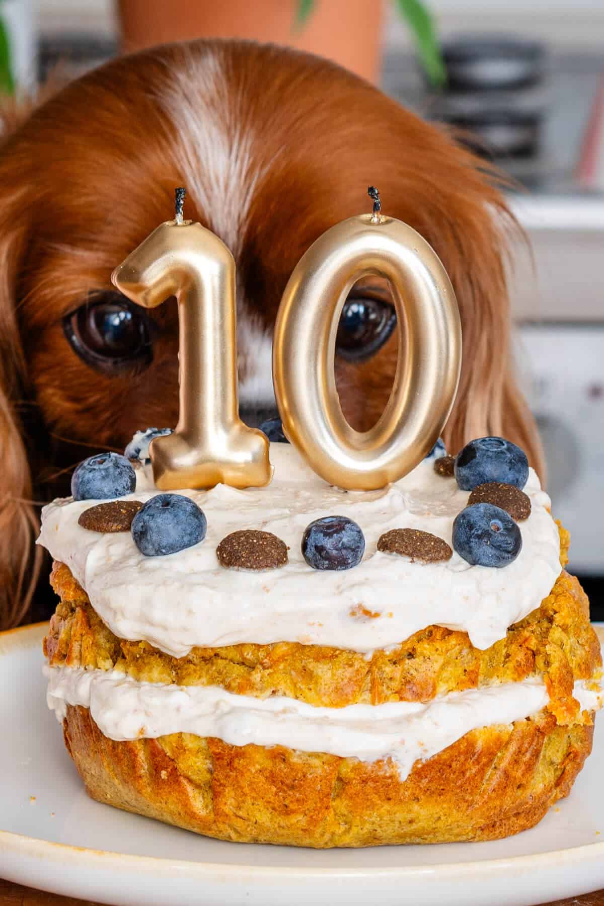 Cocos head very close to the cake