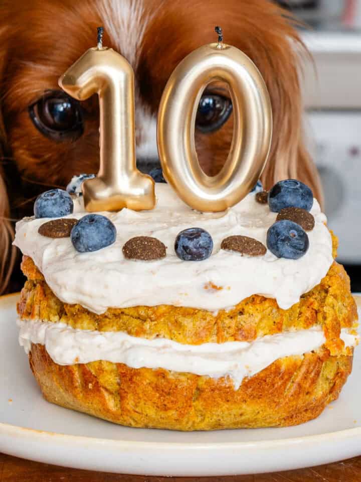 Cocos head close to the dog birthday cake