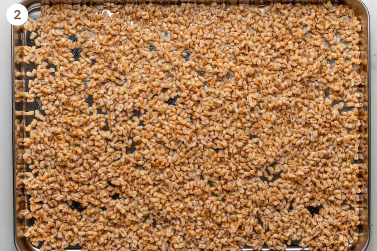 Cooked farro cooling on a baking sheet