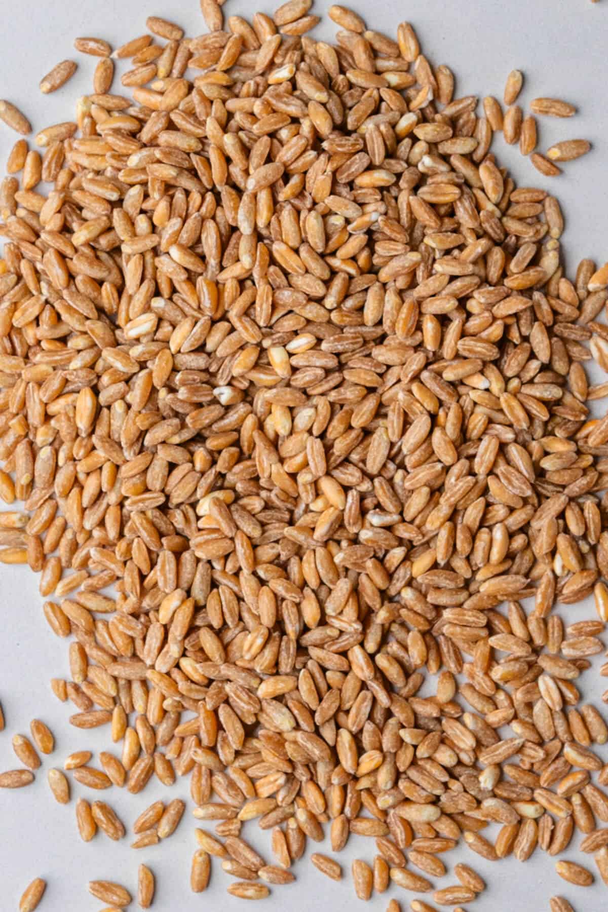 Raw farro before being cooked