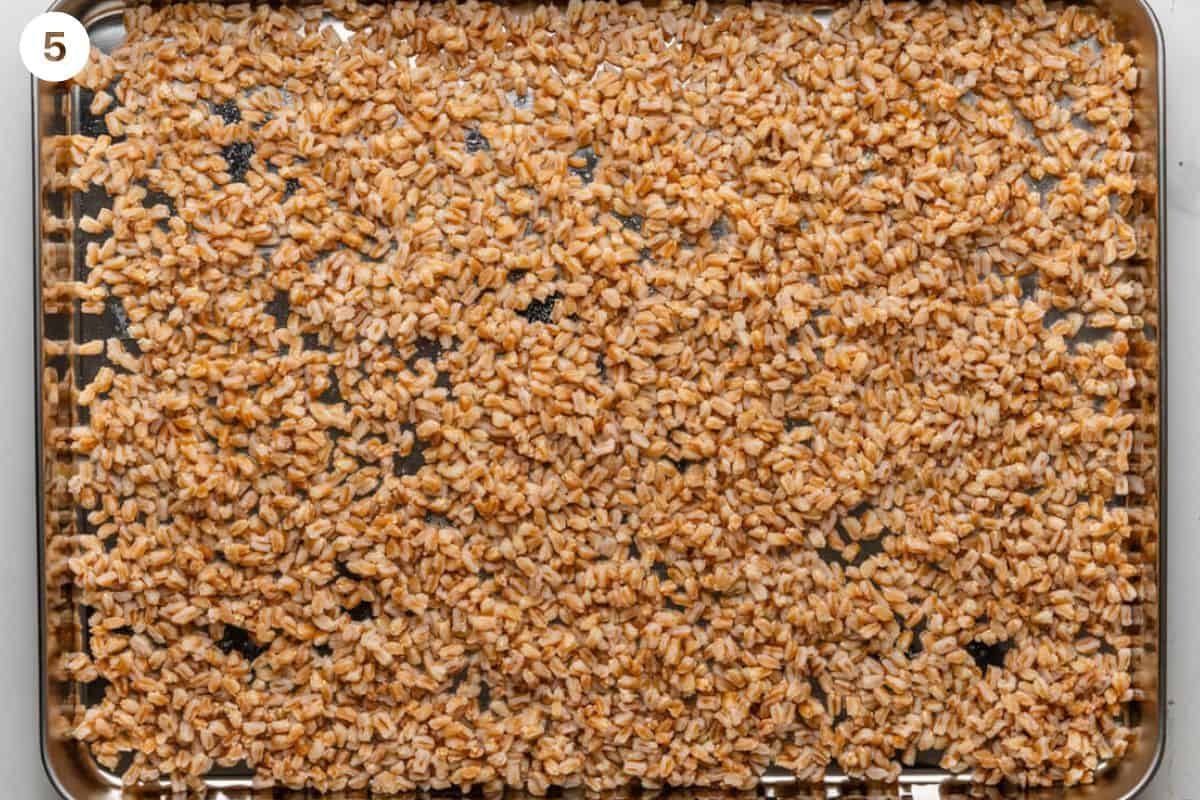 Farro spread out on a sheet pan to cool down